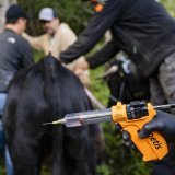 Face à la progression de la dermatose nodulaire contagieuse, le canton du Valais prend des mesures de protection sanitaires depuis plusieurs semaines (archives). KEYSTONE/JEAN-CHRISTOPHE BOTT